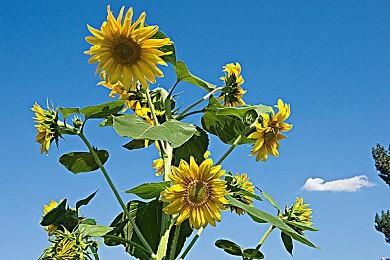 《街头霸王6》角色形象和超必杀技泄露 官方暗示可信度高